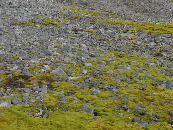 Źródło: dr Michał Ronikier