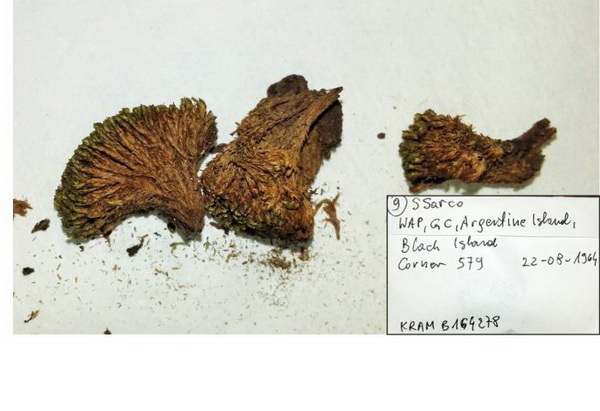 Źródło: dr Michał Ronikier