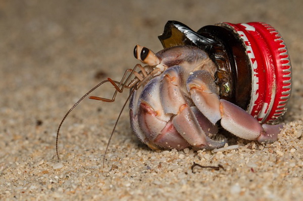 Krab pustelnik, fot. Shawn Miller, mat. prasowe