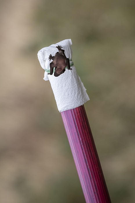 Kij. Źródło: PTOP Salamandra