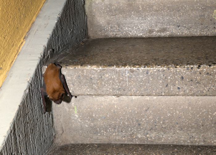 Borowce leżące lub wiszące na schodach czy parapetach można łatwo pozbierać do kartonu i uwolnić. Źródło: PTOP Salamandra