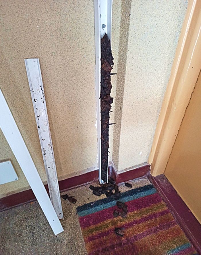 Niezabezpieczone od góry listwy przesłaniające kable bywają pułapką, w której giną setki karlików. Źródło: PTOP Salamandra