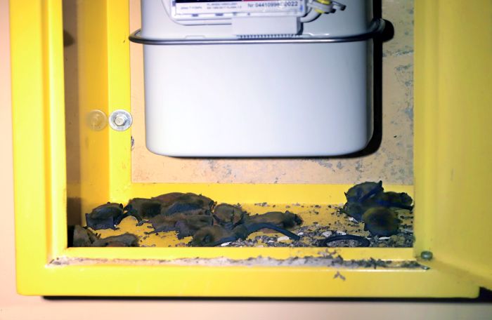 Karliki malutkie utknęły w skrzynce licznikowej. Źródło: PTOP Salamandra