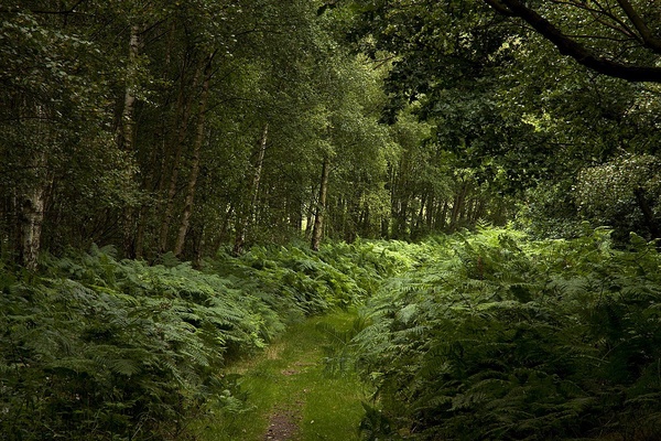 Las Sherwood (fot. Paul Lakin)