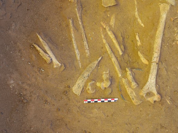 Zestaw kościanych narzędzi. Fot. M.Osypińska