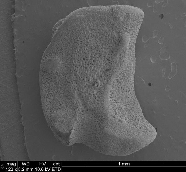 „Holotypowa płytka lateralna (MWGUW ZI/72/032) nowego rodzaju i gatunku wężowidła Ophiobartia radwanskii gen. et sp. nov. widziana pod skaningowym mikroskopem elektronowym (SEM) od strony zewnętrznej i wewnętrznej.” Źródło: dr Michał Loba