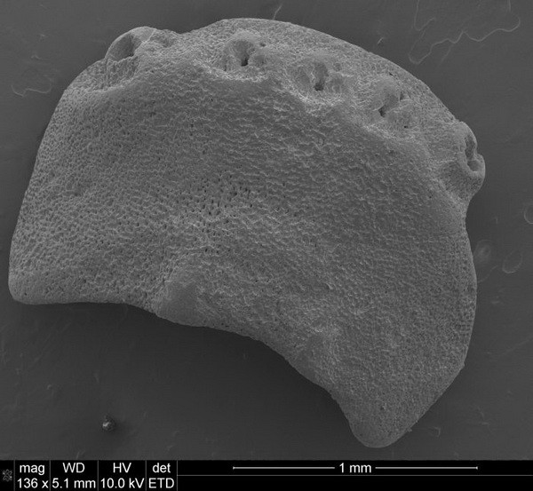 „Holotypowa płytka lateralna (MWGUW ZI/72/032) nowego rodzaju i gatunku wężowidła Ophiobartia radwanskii gen. et sp. nov. widziana pod skaningowym mikroskopem elektronowym (SEM) od strony zewnętrznej i wewnętrznej.” Źródło: dr Michał Loba