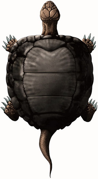 Proterochersis porebensis. Źródło: Tomasz Szczygielski