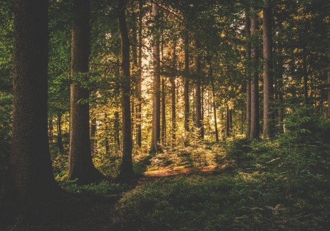 odkrycia archeologow w bialowiezy