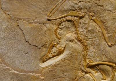 skamieliny