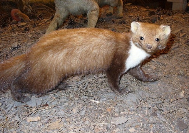 kuna domowa