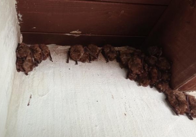 Nowa kolonia nocka orzęsionego 