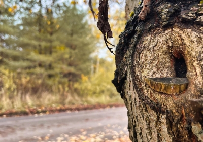  zagadka pochówków w domu Hermanna Göringa