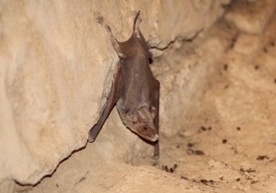 nietoperze sudanu