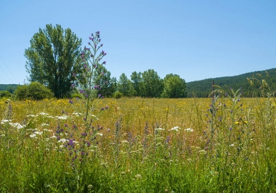 piramida Armińskiego